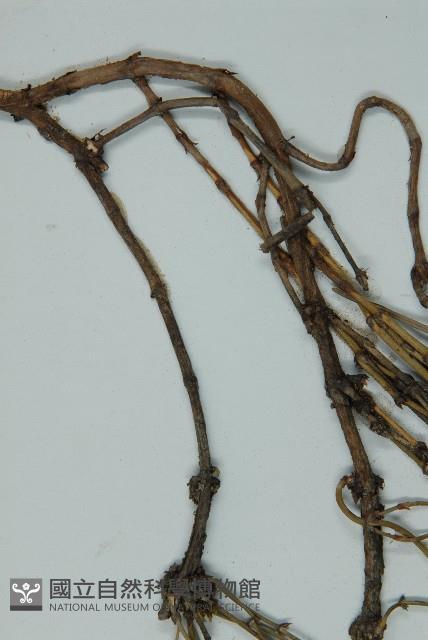 匍枝兩江麻黃藏品圖，第5張