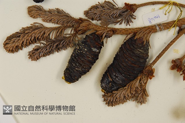 臺灣冷杉藏品圖，第4張