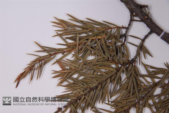 刺柏藏品圖，第5張