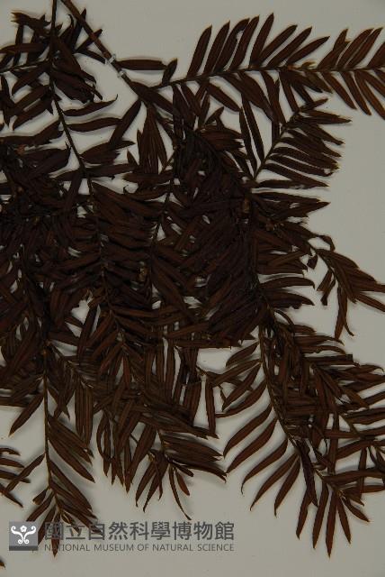 臺灣紅豆杉、紫杉、南方紅豆杉藏品圖，第5張