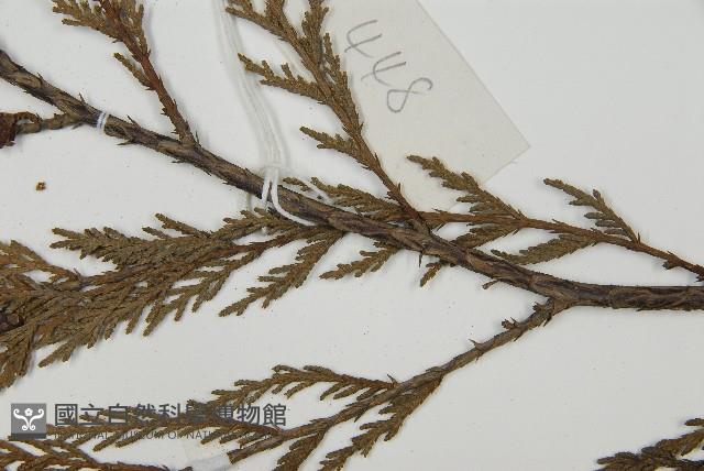 柏木、柏樹藏品圖，第5張