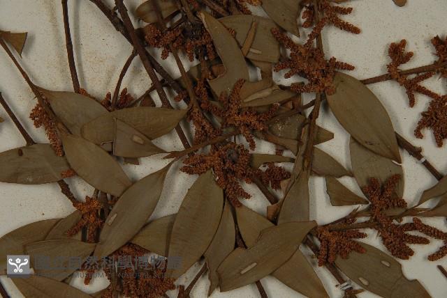 竹柏藏品圖，第4張