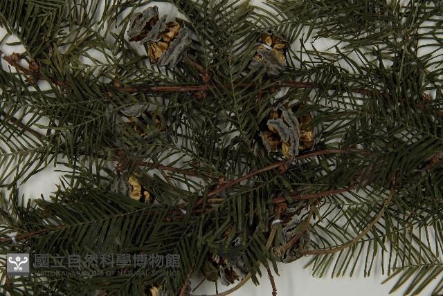 水杉藏品圖，第5張