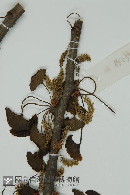 銀杏藏品圖，第5張