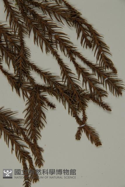 柳杉藏品圖，第5張