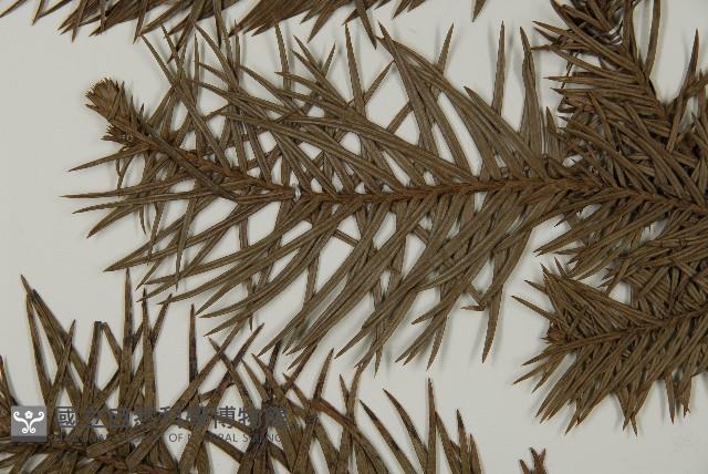 杉木藏品圖，第5張