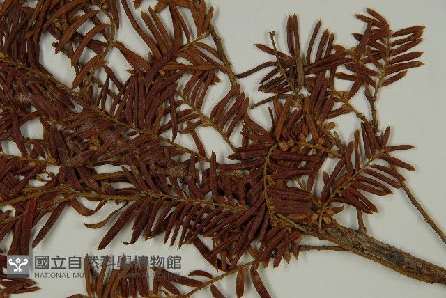 臺灣紅豆杉、紫杉、南方紅豆杉藏品圖，第5張