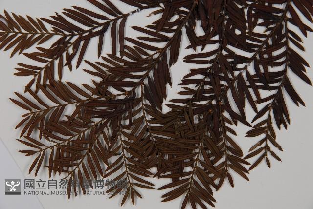 臺灣紅豆杉、紫杉、南方紅豆杉藏品圖，第5張