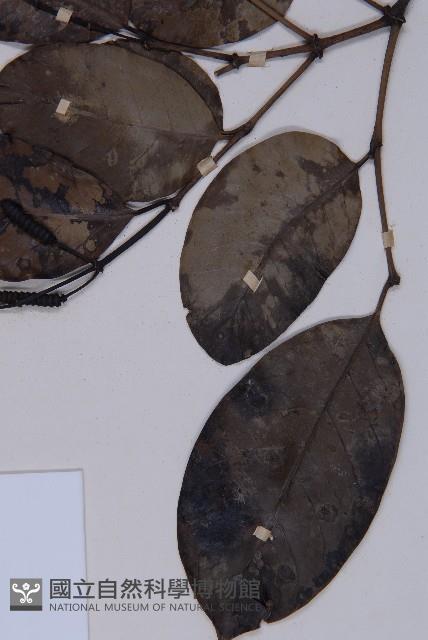 買麻藤藏品圖，第5張