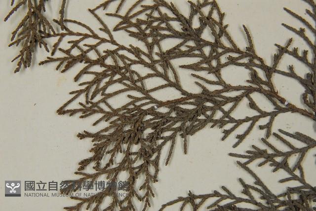 日本扁柏藏品圖，第5張