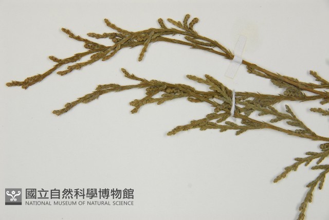 柏木、柏樹藏品圖，第5張