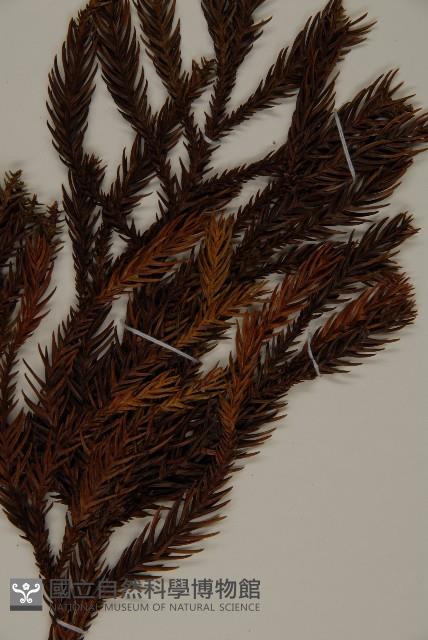 柳杉藏品圖，第5張