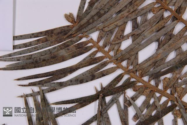 三尖杉藏品圖，第5張