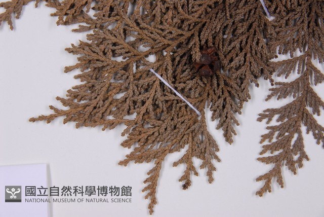 臺灣扁柏藏品圖，第5張