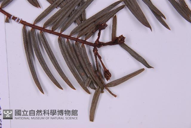 臺灣粗榧、台灣三尖杉藏品圖，第5張