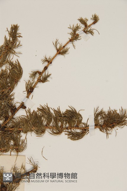 華北落葉松藏品圖，第5張