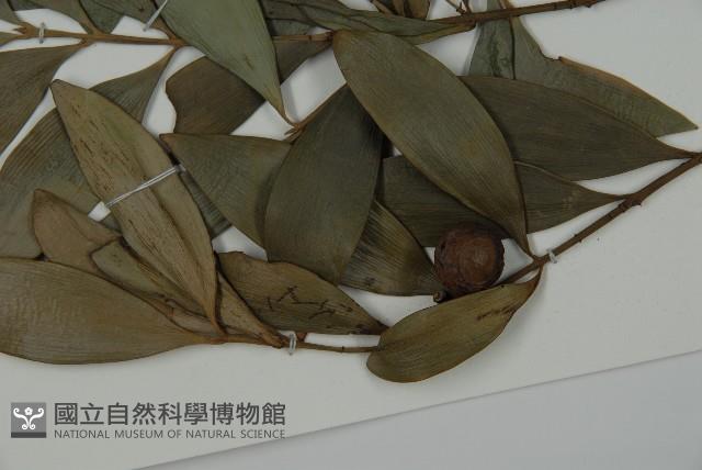 竹柏藏品圖，第4張