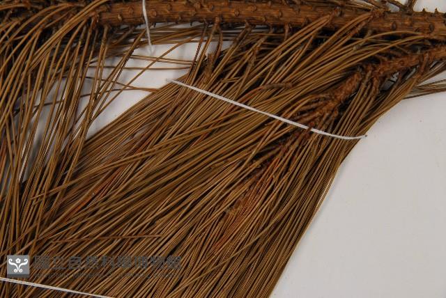 臺灣二葉松藏品圖，第4張