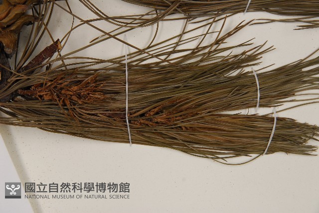 華山松藏品圖，第5張
