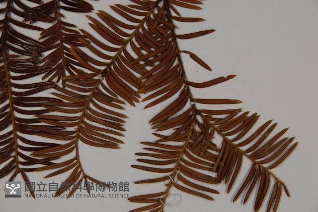 雲南紅豆杉藏品圖，第5張