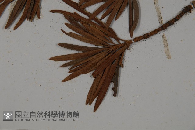 大葉羅漢松藏品圖，第5張