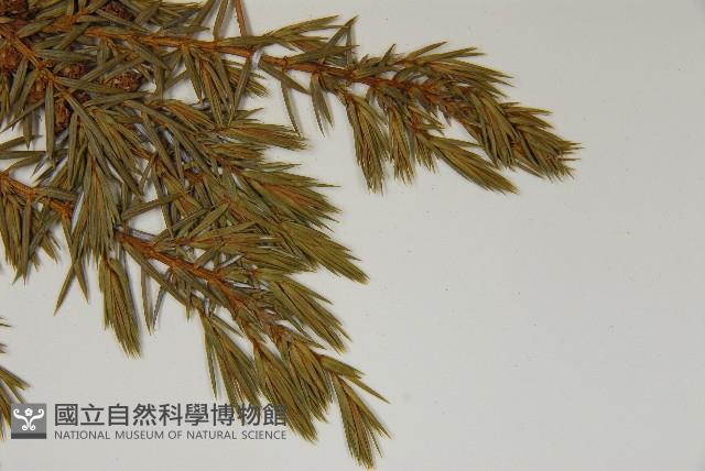 刺柏藏品圖，第5張