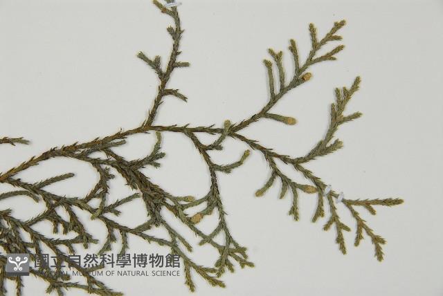 白粉柏藏品圖，第5張