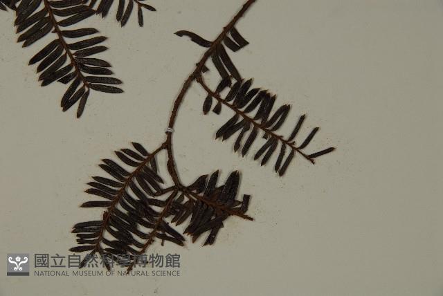 巴山榧樹藏品圖，第5張