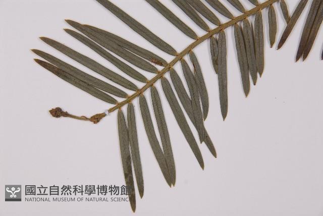 臺灣粗榧、台灣三尖杉藏品圖，第5張