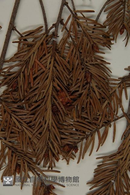 Taiesn douglas fir Collection Image, Figure 4, Total 5 Figures