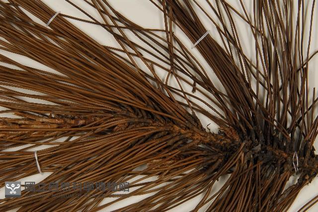 臺灣二葉松藏品圖，第4張