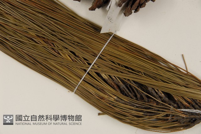 德達松、火炬松藏品圖，第5張