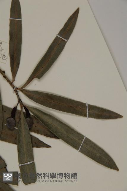 桃實百日青藏品圖，第5張