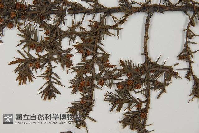 刺柏藏品圖，第5張