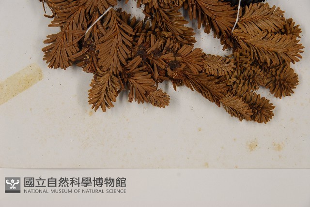 臺灣冷杉藏品圖，第5張