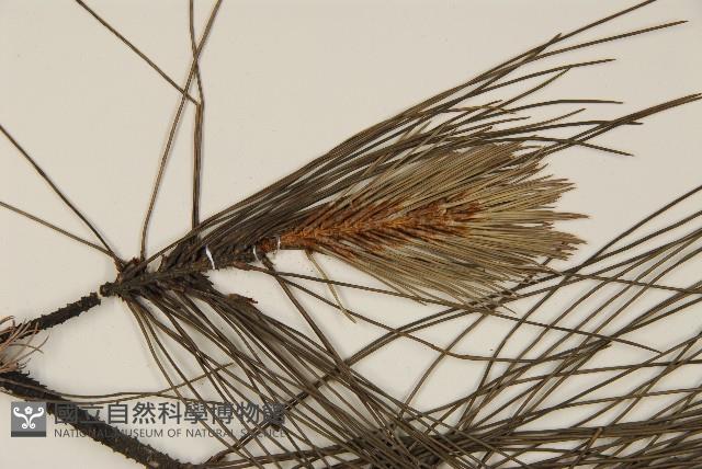 濕地松藏品圖，第5張