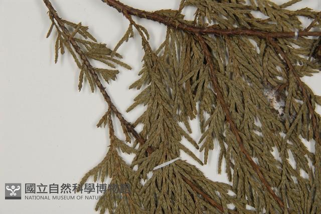 柏木、柏樹藏品圖，第5張