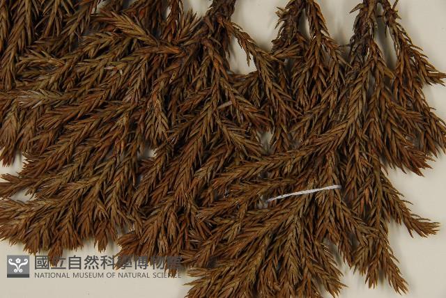 香青藏品圖，第5張