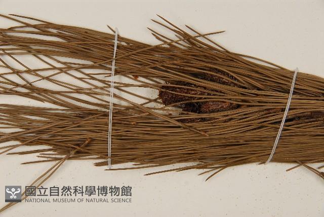 臺灣二葉松藏品圖，第4張