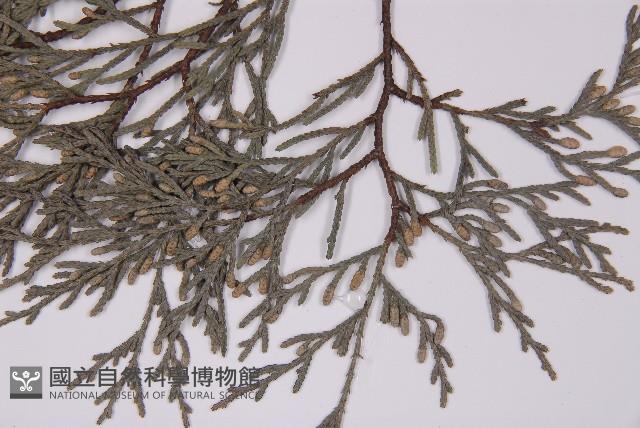 柏木、柏樹藏品圖，第5張