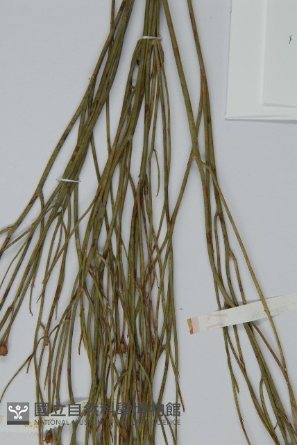 雙穗麻黃藏品圖，第5張