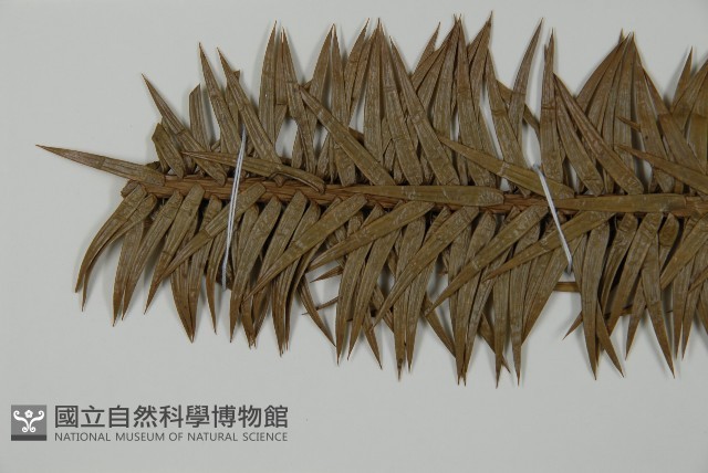 杉木藏品圖，第5張