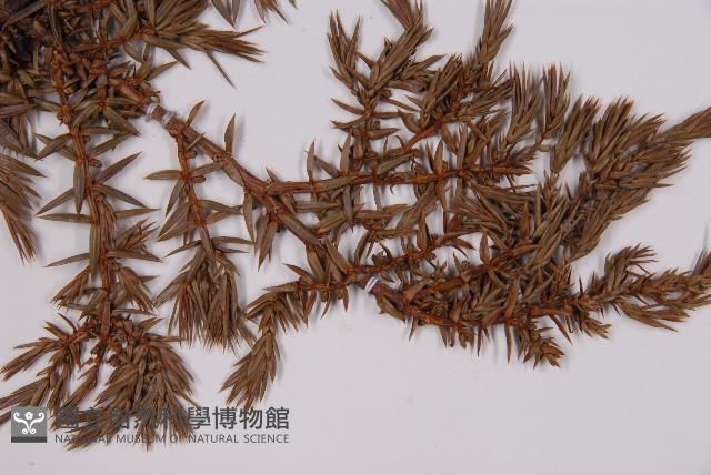 刺柏藏品圖，第5張