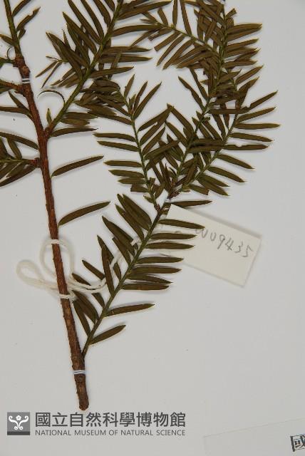 臺灣紅豆杉、紫杉、南方紅豆杉藏品圖，第5張