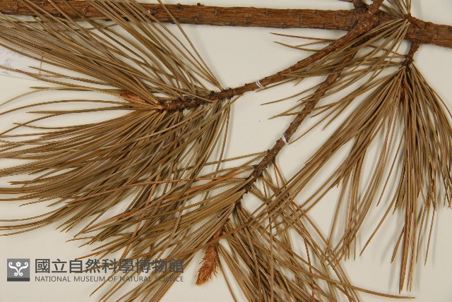 臺灣五葉松藏品圖，第5張