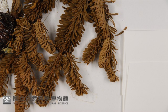 臺灣冷杉藏品圖，第5張