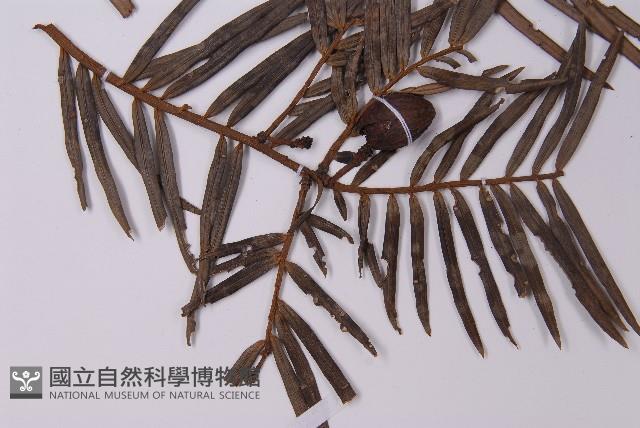 三尖杉藏品圖，第5張