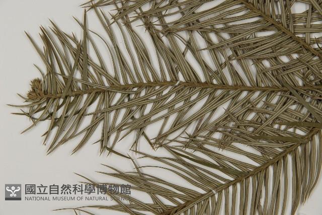 杉木藏品圖，第5張