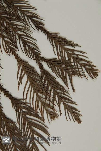 柳杉藏品圖，第5張