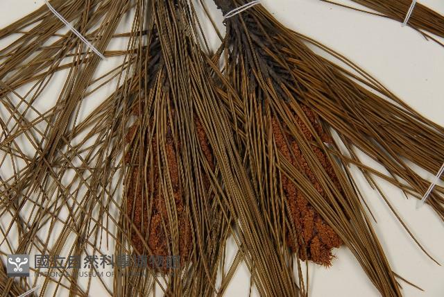 臺灣二葉松藏品圖，第4張